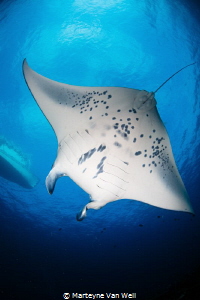 This manta ray, named 'Falafal', is one of the resident m... by Marteyne Van Well 